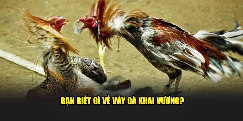 Bạn biết gì về vảy gà khai vương?