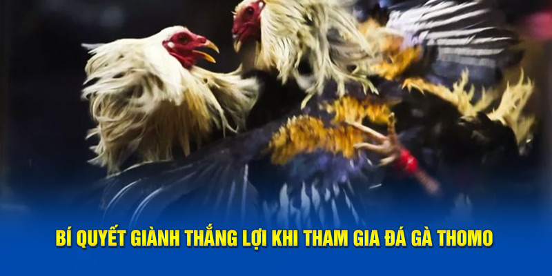 Bí quyết giành thắng lợi khi tham gia đá gà Thomo