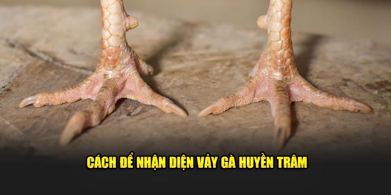 Cách để nhận diện vảy gà huyền trâm