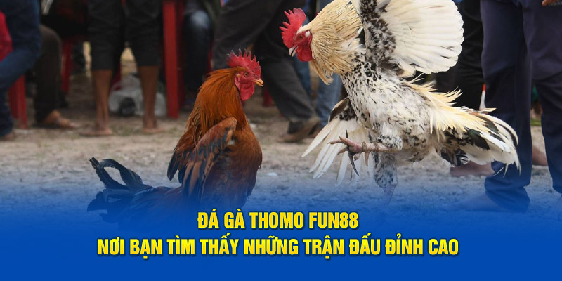 Đá Gà Thomo Fun88: Nơi Bạn Tìm Thấy Những Trận Đấu Đỉnh Cao