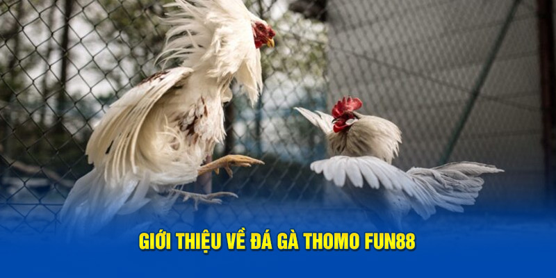 Giới thiệu về đá gà thomo Fun88