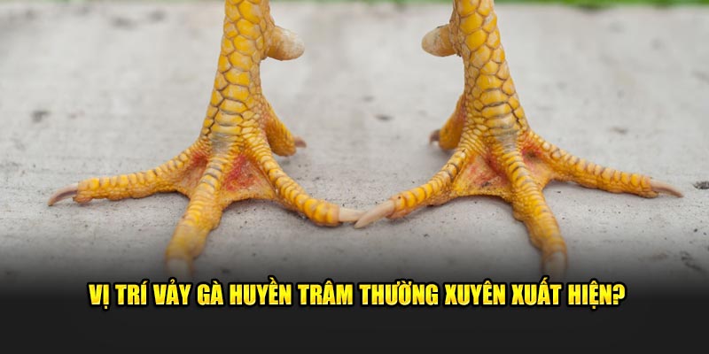 Vị trí vảy gà huyền trâm thường xuyên xuất hiện?